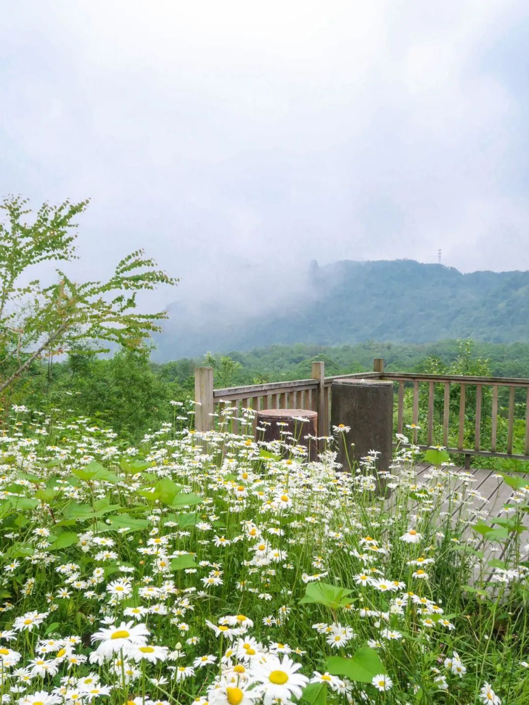 西岭雪山.jpg 西岭雪山.jpg