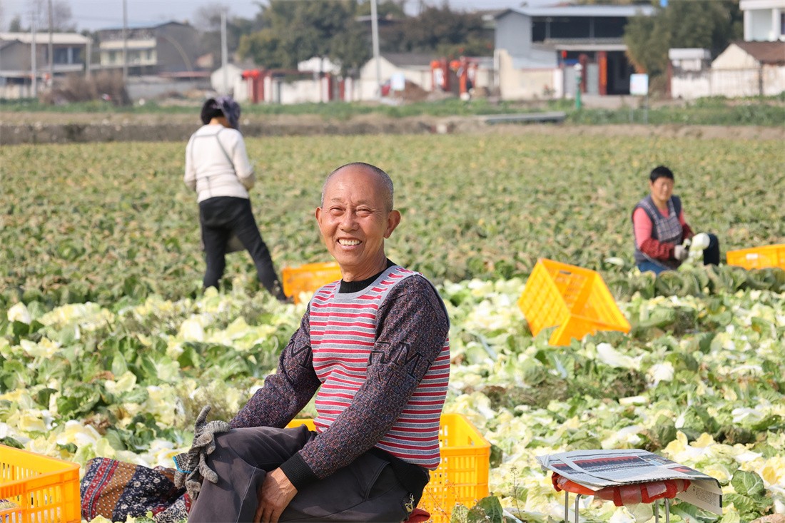 成都“菜篮子”示范保供基地1200余亩地青菜头喜获丰收 .jpg