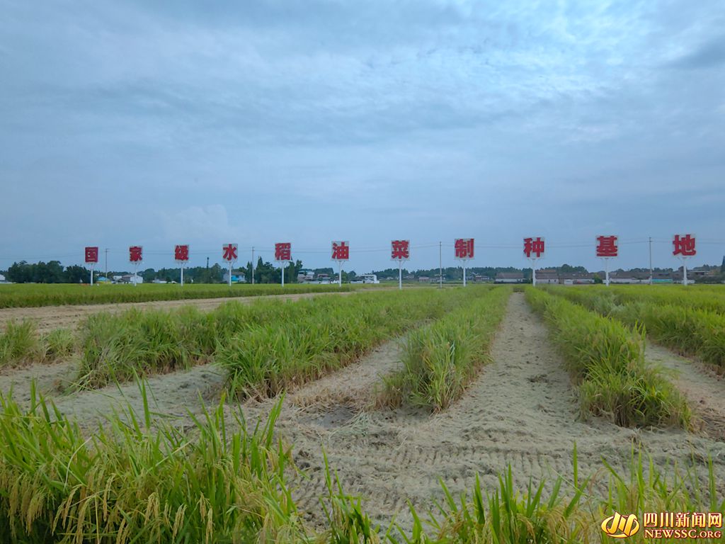 位于罗江区的国家级水稻油菜这种基地_副本.jpg