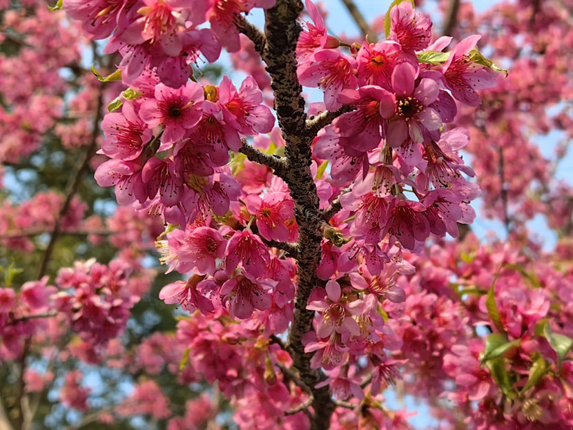 樱花盛开_副本.jpg