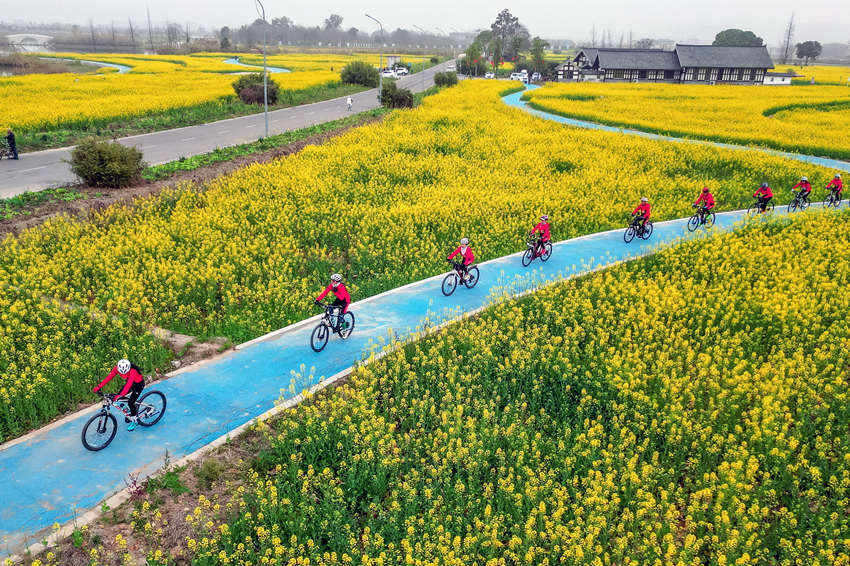 骑行爱好者在四川省眉山市彭山区“五湖四海”湿地公园绿道骑行赏花。翁光建摄