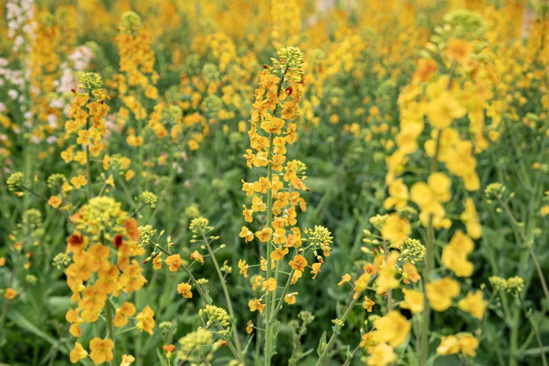 彩色油菜花_副本.jpg