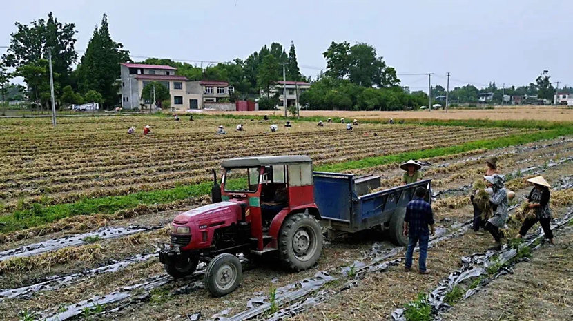 村民们正在收割火葱_副本.jpg
