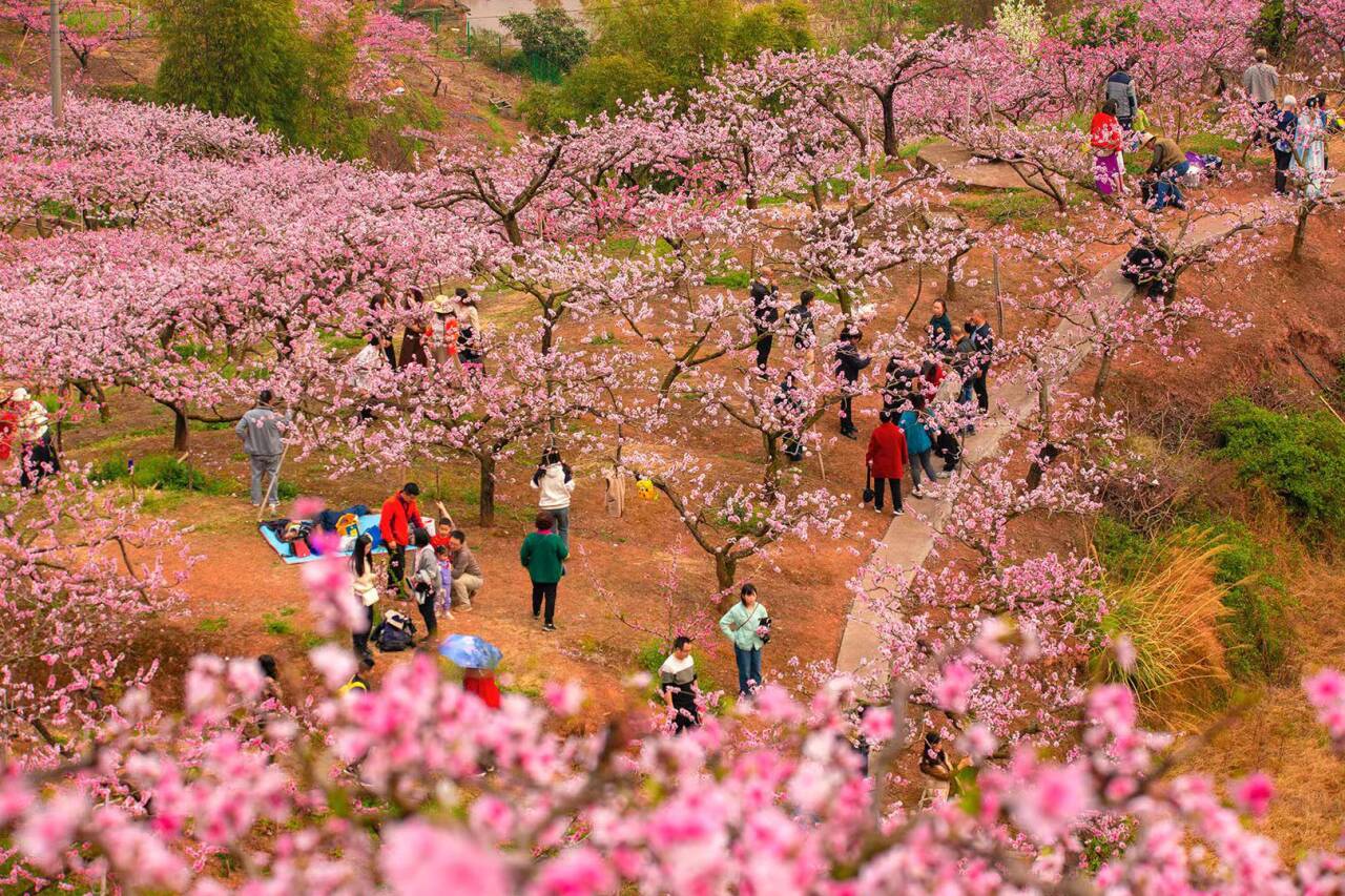 桃花故里赏桃花    （陈传明 摄）.jpg